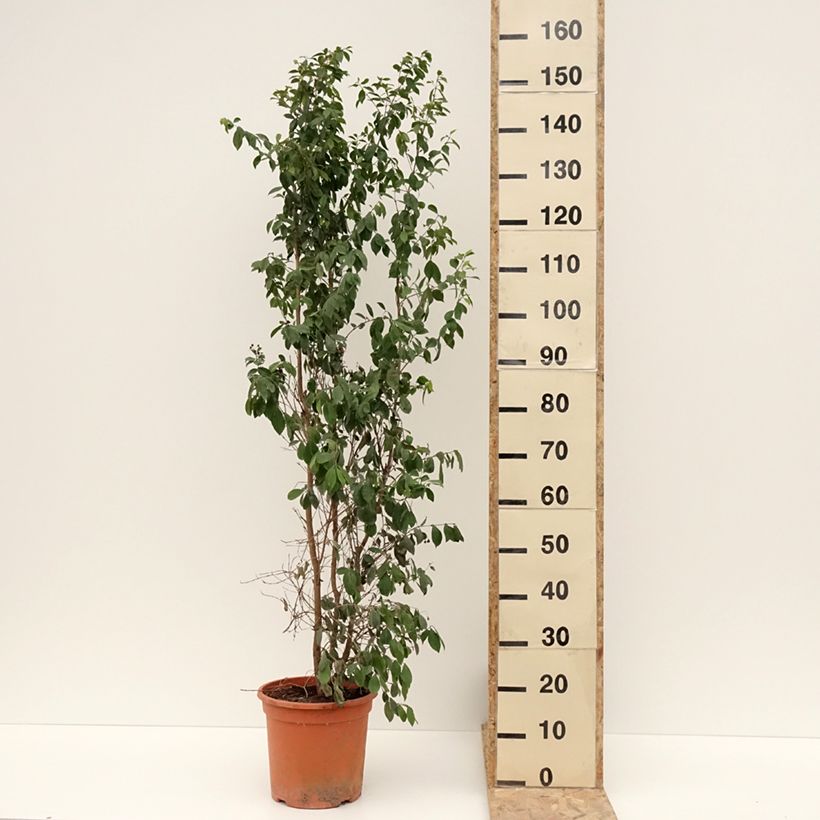 Exemplaar van Eugenia myrtifolia New Port - Myrte d'Australie Pot de 4L/5L zoals geleverd in de winter