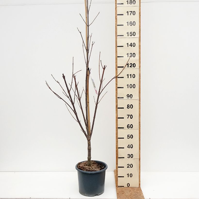 Exemplaar van Tetradium daniellii - Bijenboom Pot van 12 l/15 l zoals geleverd in de herfst