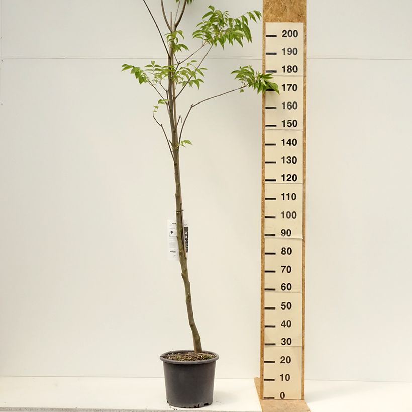 Example of Tetradium daniellii - Bijenboom Pot van 12 l/15 l as you get in printemps