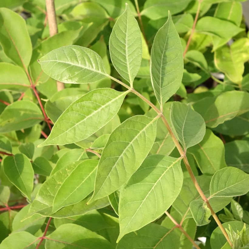 Tetradium daniellii - Bijenboom (Blad)