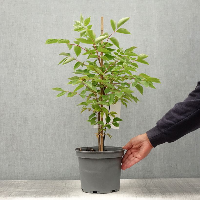 Exemplaar van Tetradium daniellii - Bijenboom Pot van 4 l/5 l zoals geleverd in de zomer