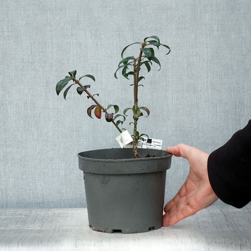 Exemplaar van Euonymus alatus - Gevleugelde kardinaalsmuts Pot van 2 l/3 l zoals geleverd in de herfst