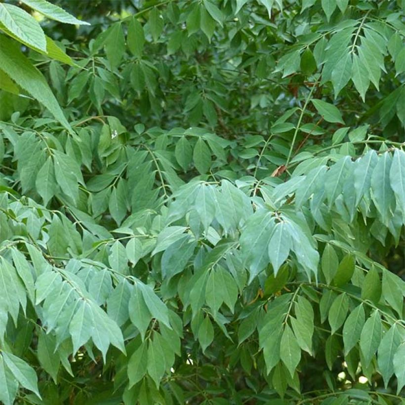 Euonymus alatus - Gevleugelde kardinaalsmuts (Foliage)