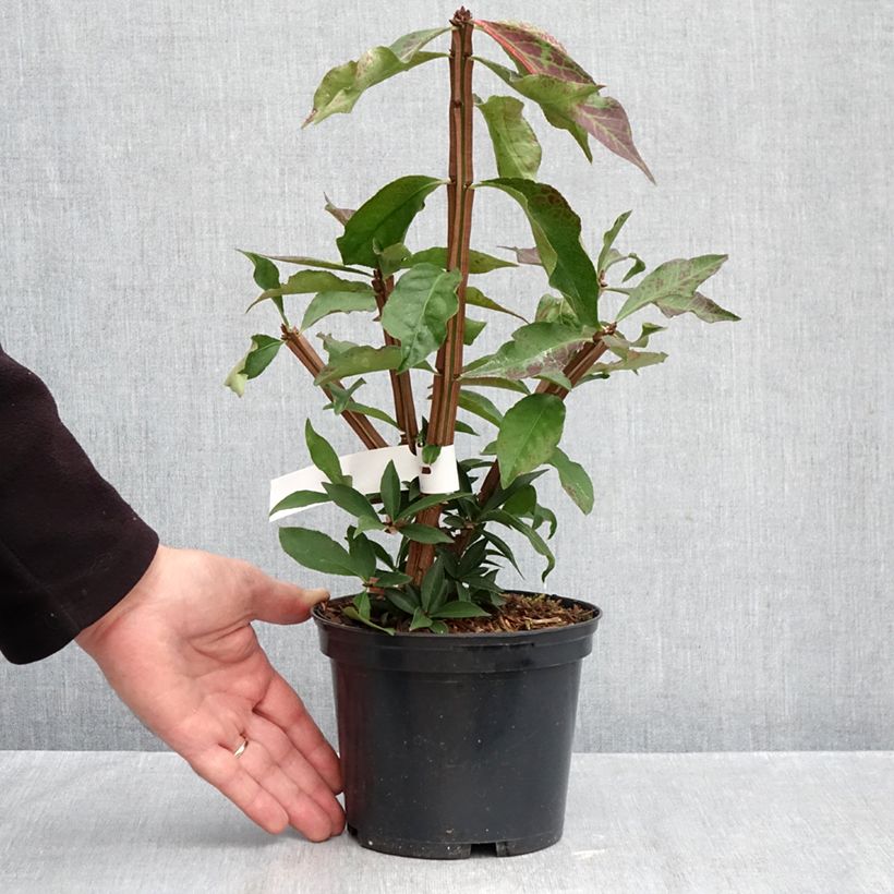 Exemplaar van Euonymus alatus Blade Runner - Gevleugelde kardinaalsmuts Pot van 2 l/3 l zoals geleverd in de herfst