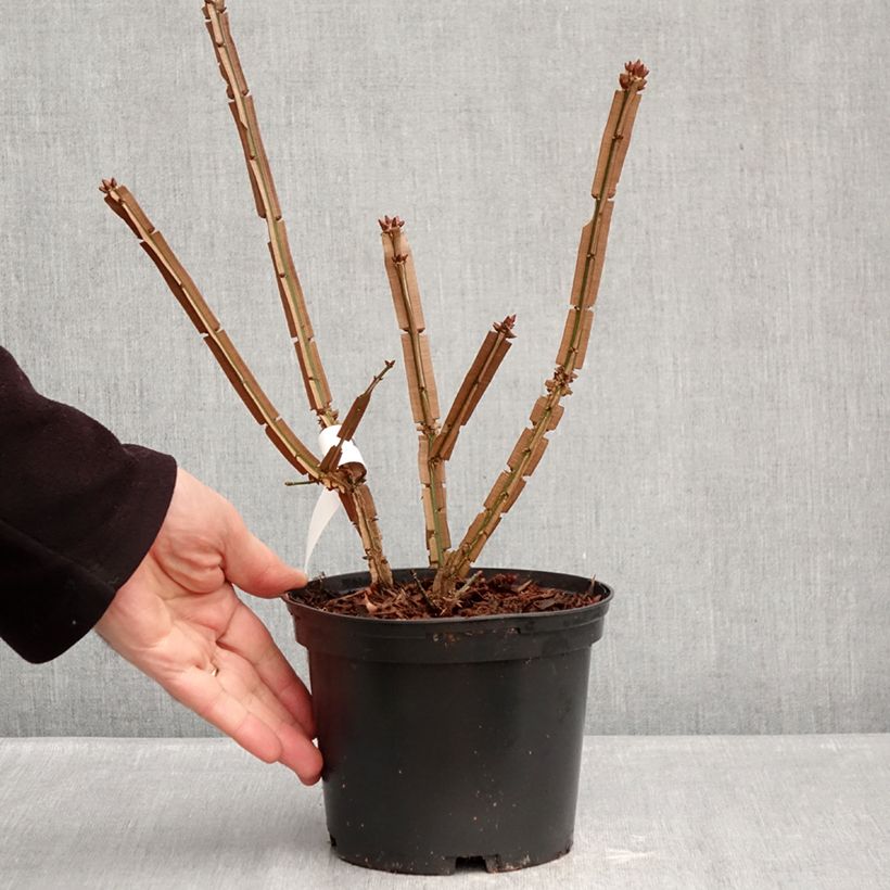 Example of Euonymus alatus Blade Runner - Gevleugelde kardinaalsmuts Pot van 2 l/3 l as you get in hiver