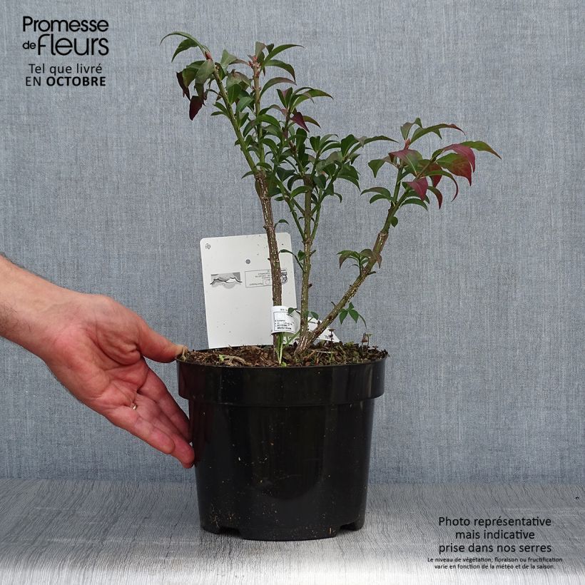 Exemplaar van Euonymus alatus Compactus - Gevleugelde kardinaalsmuts Pot van 2 l/3 l zoals geleverd in de herfst