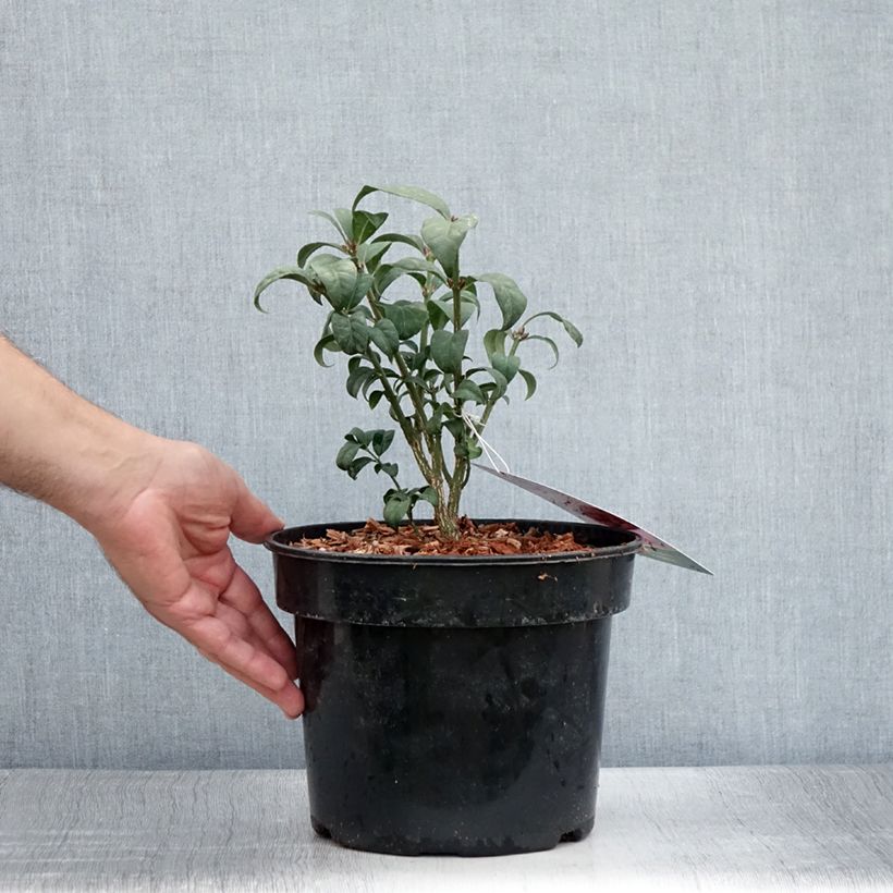 Exemplaar van Euonymus alatus Compactus - Gevleugelde kardinaalsmuts Pot van 4 l/5 l zoals geleverd in de zomer
