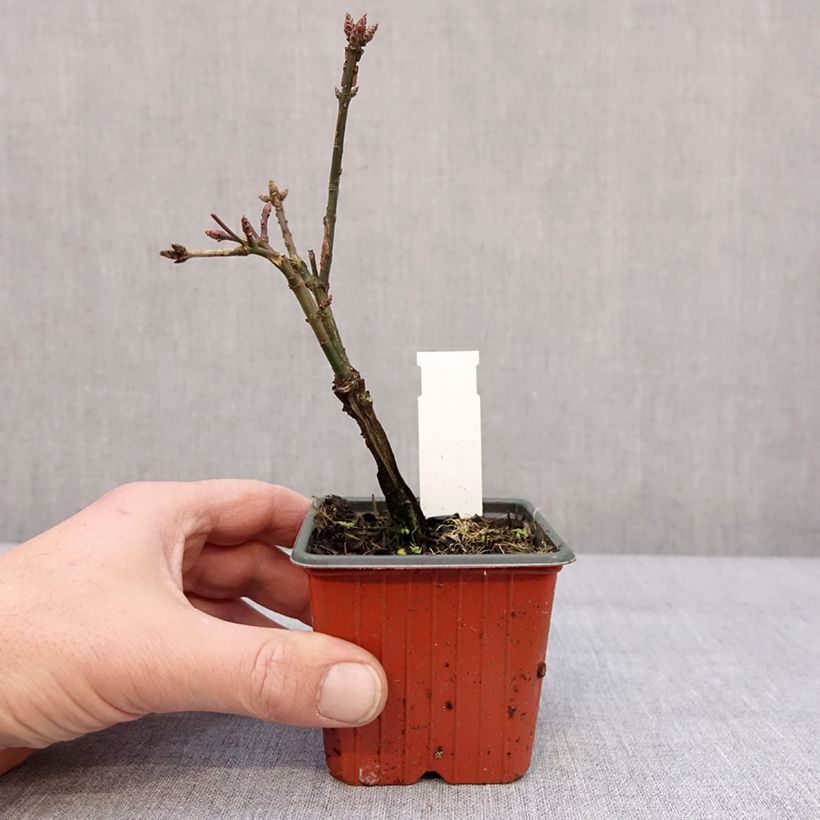Exemplaar van Euonymus alatus - Gevleugelde kardinaalsmuts Kweekpotje van 8/9 cm zoals geleverd in de winter