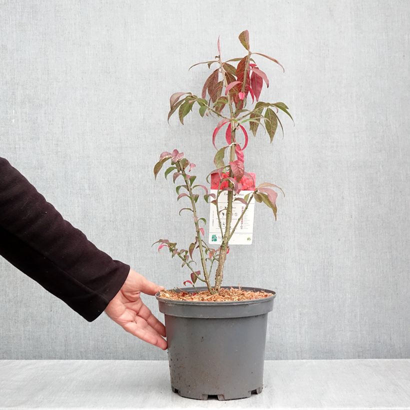 Exemplaar van Euonymus alatus Fire Ball - Gevleugelde kardinaalsmuts Pot van 4 l/5 l zoals geleverd in de herfst