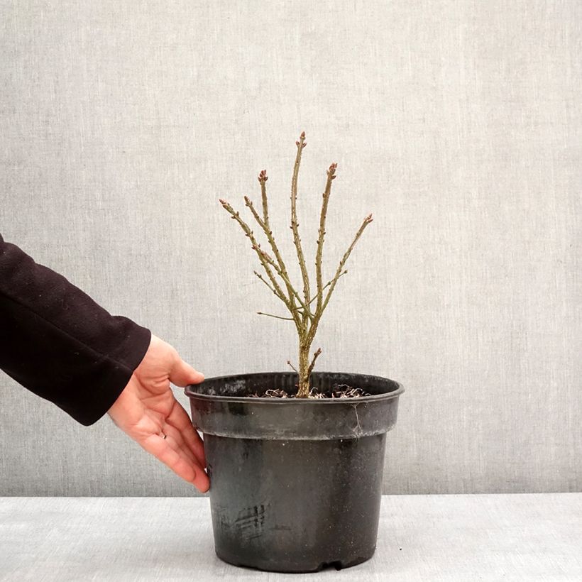 Example of Euonymus alatus Fire Ball - Gevleugelde kardinaalsmuts Pot van 4 l/5 l as you get in hiver