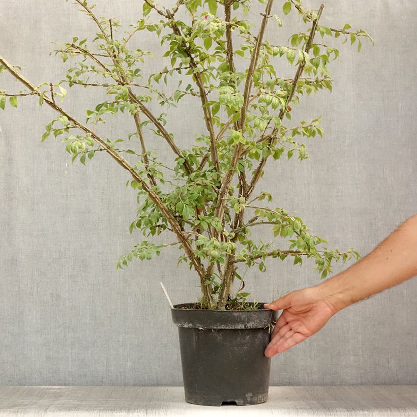 Exemplaar van Euonymus alatus - Gevleugelde kardinaalsmuts Pot van 7,5 l/10 l zoals geleverd in de zomer