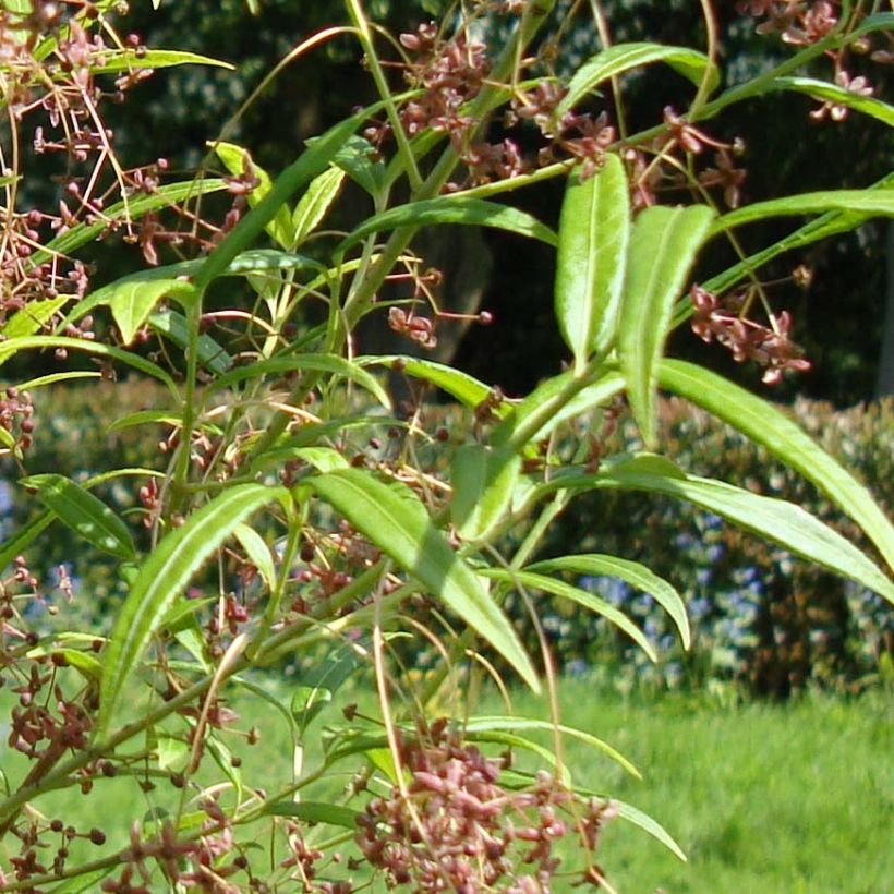Euonymus clivicolus - Kardinaalsmuts (Blad)