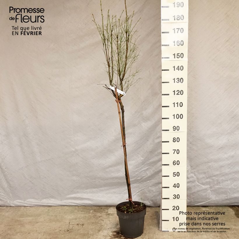 Exemplaar van Euonymus clivicolus - Kardinaalsmuts Pot van 7,5 l/10 l, Stengel zoals geleverd in de winter