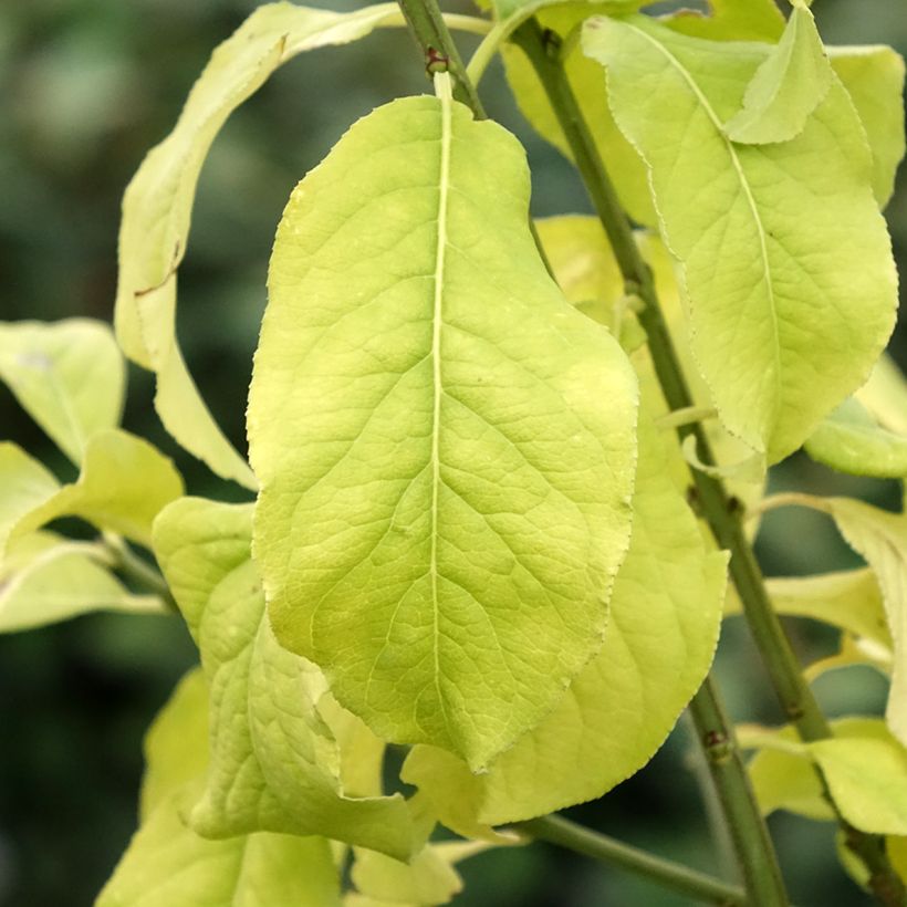 Euonymus europaeus Albus - Wilde kardinaalsmuts (Blad)