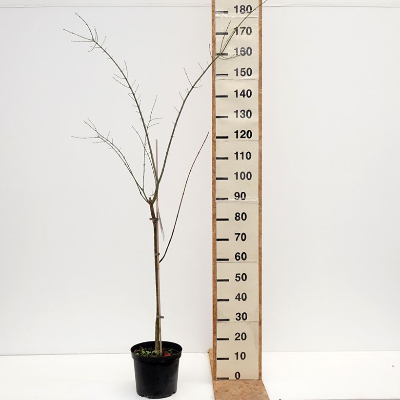 Exemplaar van Euonymus europaeus Albus - Wilde kardinaalsmuts Pot van 7,5 l/10 l zoals geleverd in de herfst
