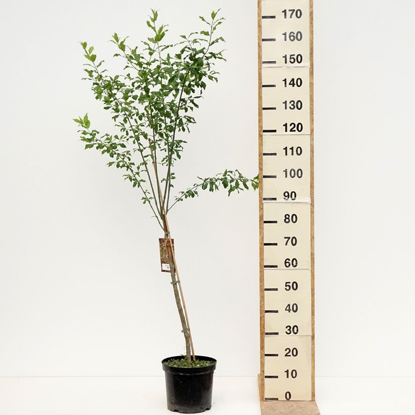 Exemplaar van Euonymus europaeus Albus - Wilde kardinaalsmuts Pot van 7,5 l/10 l zoals geleverd in de lente