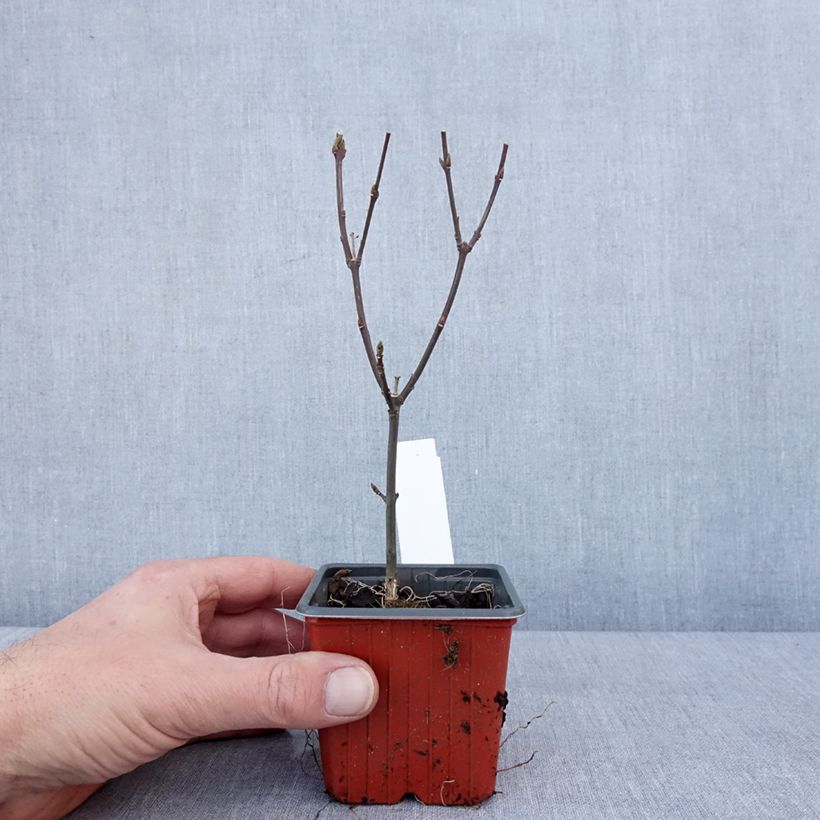 Exemplaar van Euonymus europaeus Red Cascade - Fusain d'Europe Godet de 8/9 cm zoals geleverd in de winter