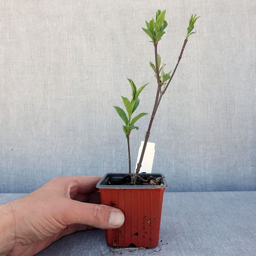 Exemplaar van Euonymus europaeus Red Cascade - Wilde kardinaalsmuts Kweekpotje van 8/9 cm zoals geleverd in de lente