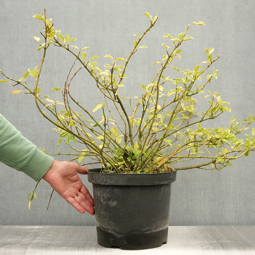 Exemplaar van Euonymus fortunei Blondy - Kardinaalsmuts Pot van 7,5 l/10 l zoals geleverd in de zomer