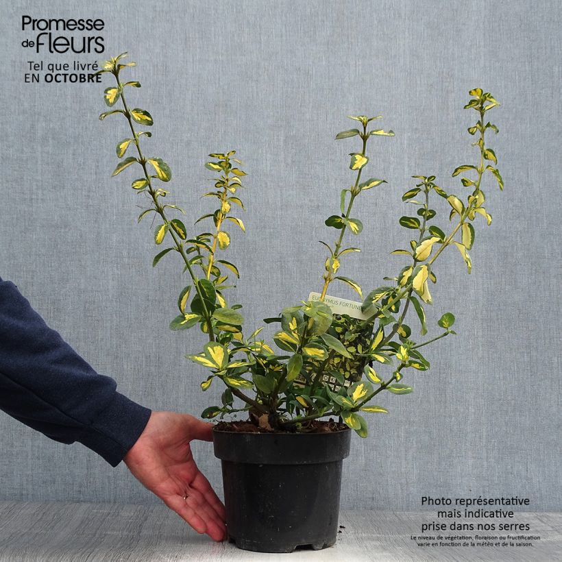 Exemplaar van Euonymus fortunei Blondy - Kardinaalsmuts Pot van 2 l/3 l zoals geleverd in de herfst