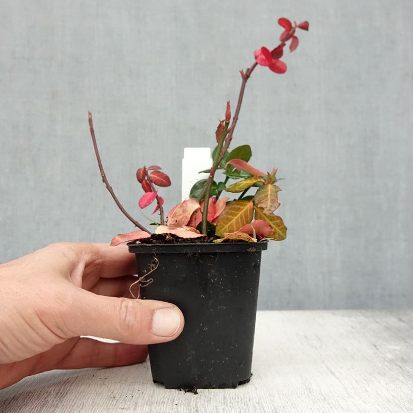 Exemplaar van Euonymus fortunei Coloratus - Kardinaalsmuts Kweekpotje van 8/9 cm zoals geleverd in de herfst