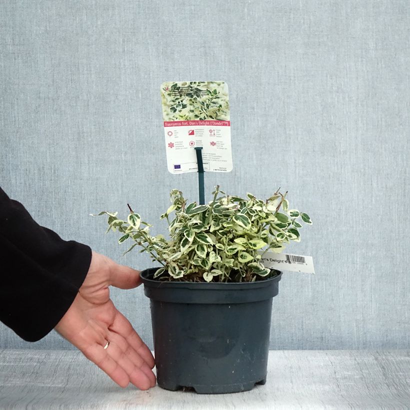 Exemplaar van Euonymus fortunei Dan's Delight - Kardinaalsmuts Pot van 2 l/3 l zoals geleverd in de herfst