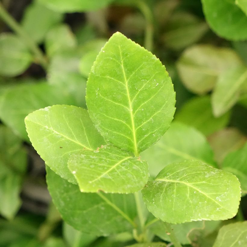 Euonymus fortunei Dart's Blanket - Kardinaalsmuts (Blad)