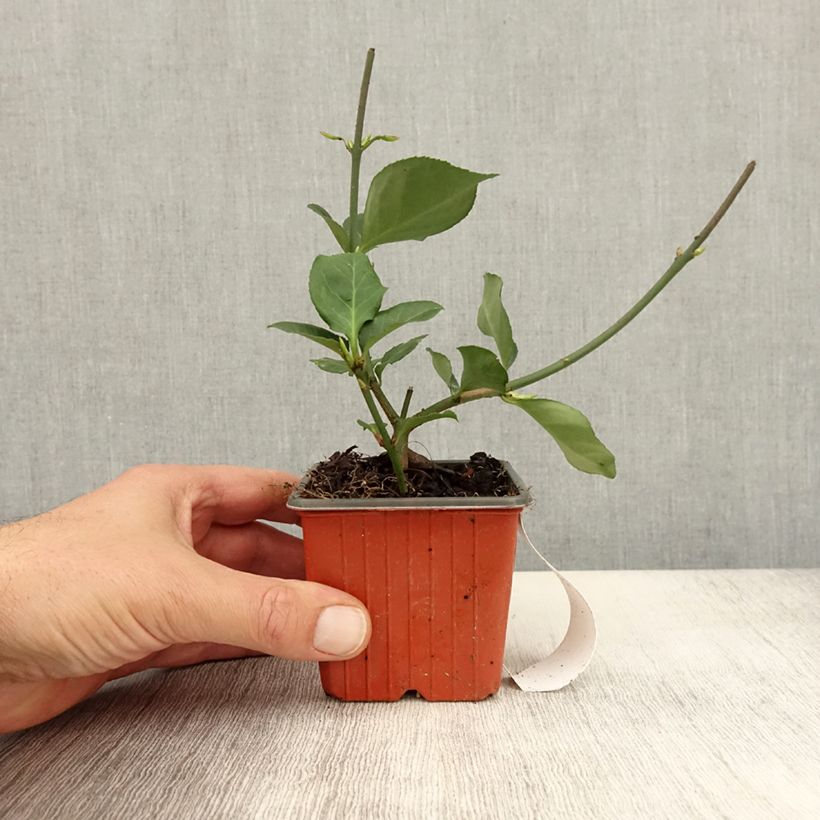 Exemplaar van Euonymus fortunei Dart's Blanket - Kardinaalsmuts Kweekpotje van 8/9 cm zoals geleverd in de herfst