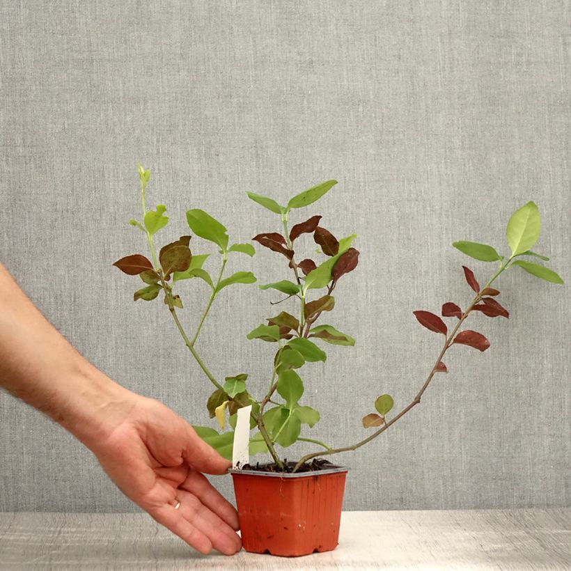 Exemplaar van Euonymus fortunei Dart's Blanket - Kardinaalsmuts Kweekpotje van 8/9 cm zoals geleverd in de zomer