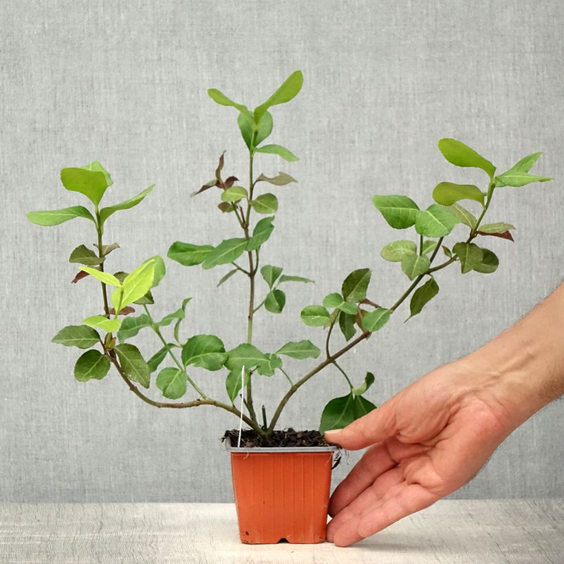 Example of Euonymus fortunei Dart's Blanket - Kardinaalsmuts Kweekpotje van 8/9 cm as you get in printemps