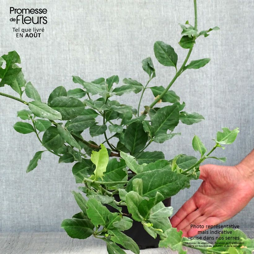 Exemplaar van Euonymus fortunei Dart's Blanket - Kardinaalsmuts Pot van 2 l/3 l zoals geleverd in de zomer