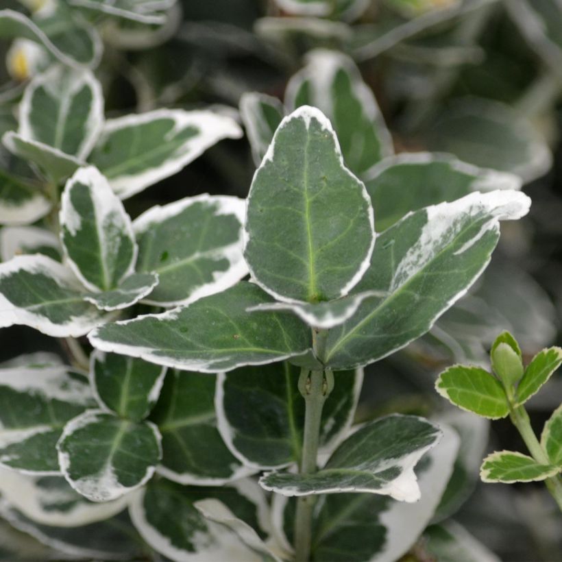 Euonymus fortunei Emerald Gaiety - Kardinaalsmuts (Blad)