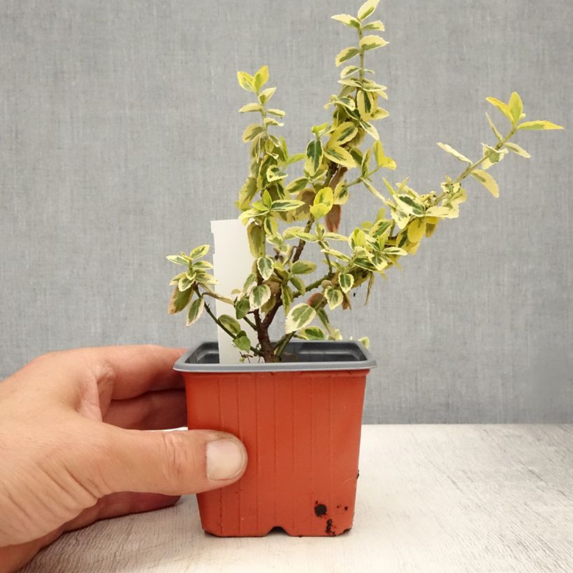 Exemplaar van Euonymus fortunei Emerald n Gold - Kardinaalsmuts Kweekpotje van 8/9 cm zoals geleverd in de zomer