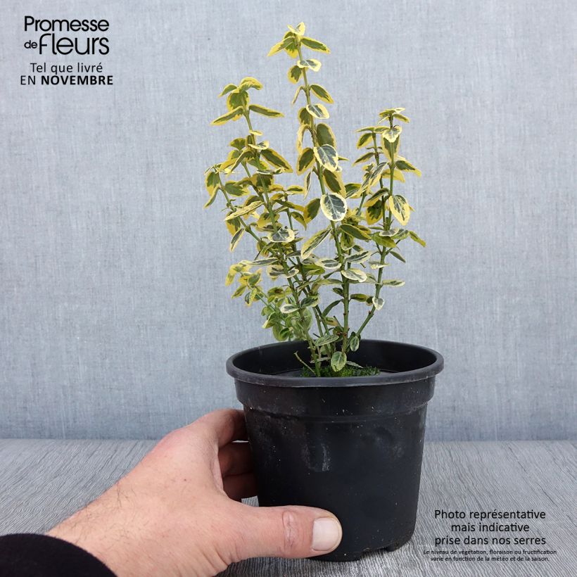 Exemplaar van Euonymus fortunei Emerald n Gold - Kardinaalsmuts Pot van 1 l/1,5 l zoals geleverd in de herfst