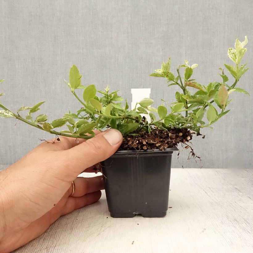 Exemplaar van Euonymus fortunei Harlequin - Kardinaalsmuts Kweekpotje van 8/9 cm zoals geleverd in de zomer