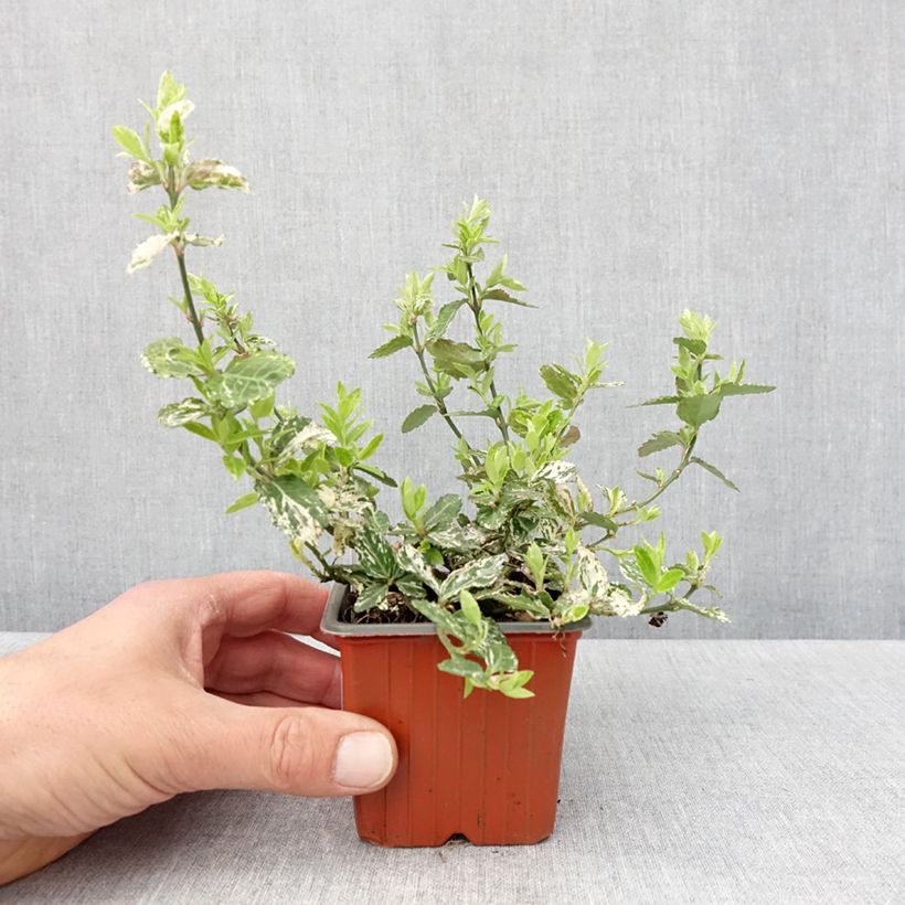 Exemplaar van Euonymus fortunei Harlequin - Kardinaalsmuts Kweekpotje van 8/9 cm zoals geleverd in de lente