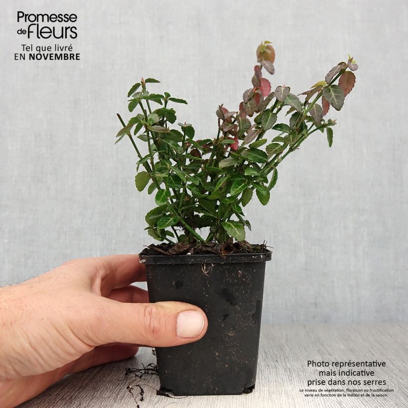 Exemplaar van Euonymus fortunei Radicans - Kardinaalsmuts Kweekpotje van 8/9 cm zoals geleverd in de herfst