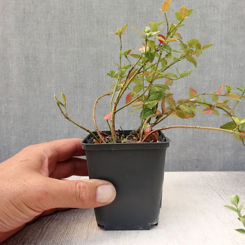Exemplaar van Euonymus fortunei Radicans - Kardinaalsmuts Kweekpotje van 8/9 cm zoals geleverd in de zomer