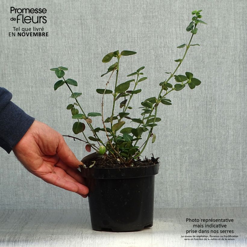 Exemplaar van Euonymus fortunei Radicans - Kardinaalsmuts Pot van 1 l/1,5 l zoals geleverd in de herfst