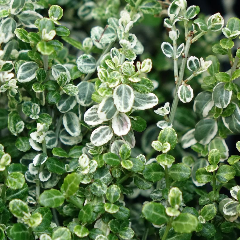 Kardinaalsmuts Silver Carpet - Euonymus fortunei (Blad)