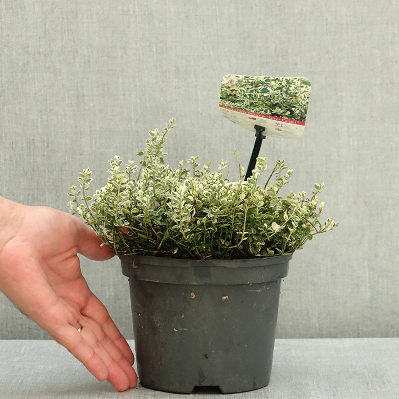 Exemplaar van Kardinaalsmuts Silver Carpet - Euonymus fortunei Pot van 2 l/3 l zoals geleverd in de zomer
