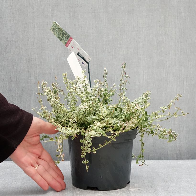 Example of Kardinaalsmuts Silver Carpet - Euonymus fortunei Pot van 2 l/3 l as you get in hiver