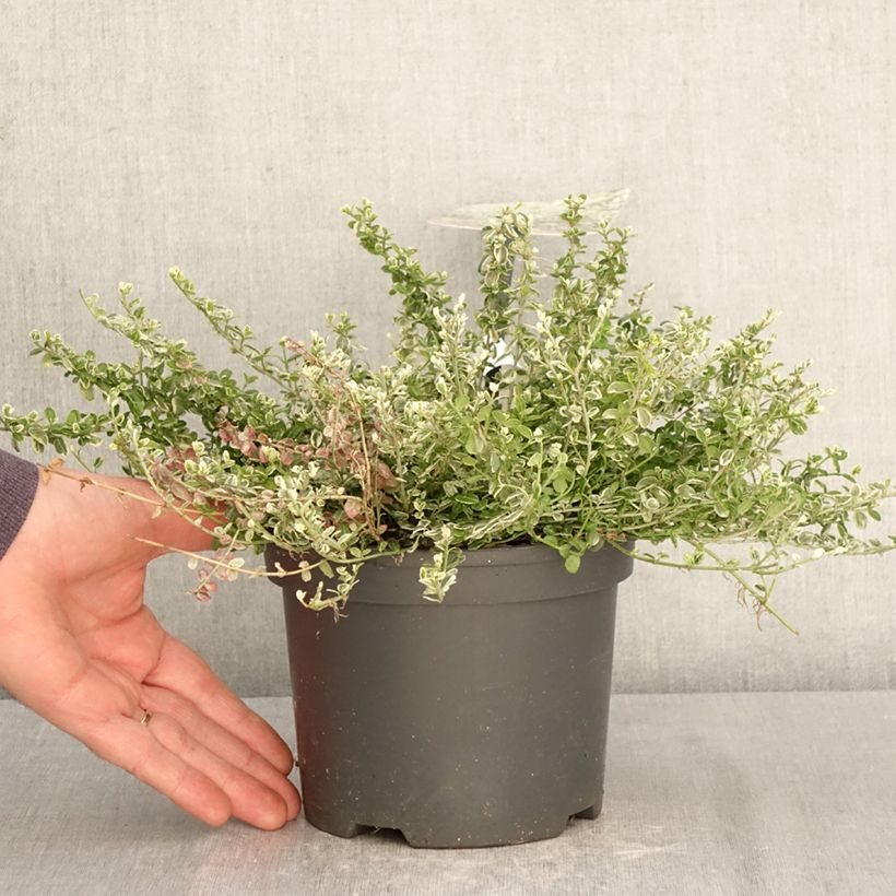 Exemplaar van Kardinaalsmuts Silver Carpet - Euonymus fortunei Pot van 2 l/3 l zoals geleverd in de lente