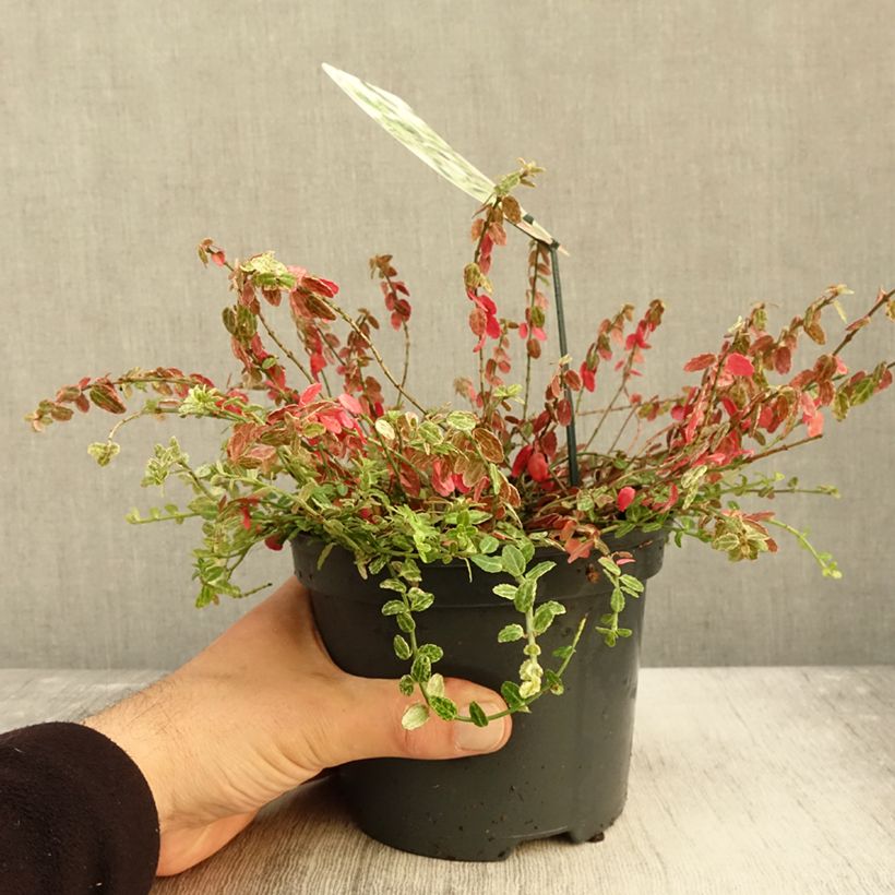 Exemplaar van Euonymus fortunei Silverstone - Kardinaalsmuts Pot van 2 l/3 l zoals geleverd in de herfst