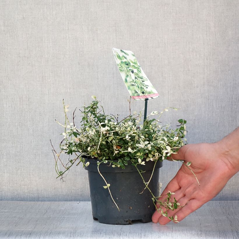 Exemplaar van Euonymus fortunei Silverstone - Kardinaalsmuts Pot van 2 l/3 l zoals geleverd in de zomer