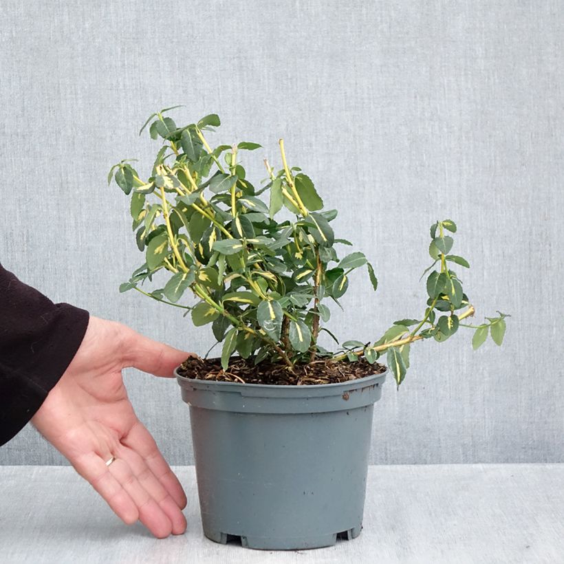 Exemplaar van Euonymus fortunei Sunspot - Kardinaalsmuts Pot van 2 l/3 l zoals geleverd in de herfst