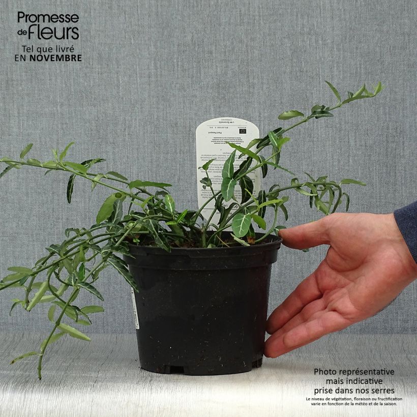 Exemplaar van Euonymus fortunei Wolong Ghost - Kardinaalsmuts Pot van 2 l/3 l zoals geleverd in de herfst