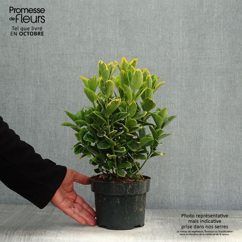 Exemplaar van Euonymus japonicus Aureomarginatus - Japanse kardinaalsmuts Pot van 2 l/3 l zoals geleverd in de herfst