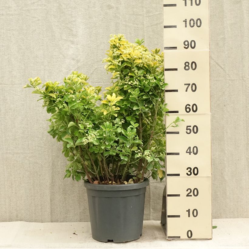 Exemplaar van Euonymus japonicus Aureus - Japanse kardinaalsmuts Pot van 7,5 l/10 l zoals geleverd in de zomer