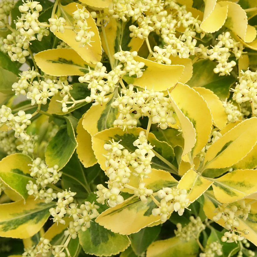 Euonymus japonicus Aureus - Japanse kardinaalsmuts (Bloei)